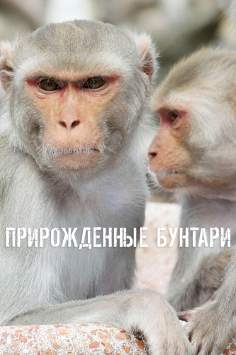 Прирожденные бунтари смотреть онлайн